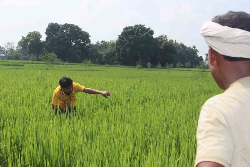 Dhan-Kheti-2081-Palika-1-7-1024x683